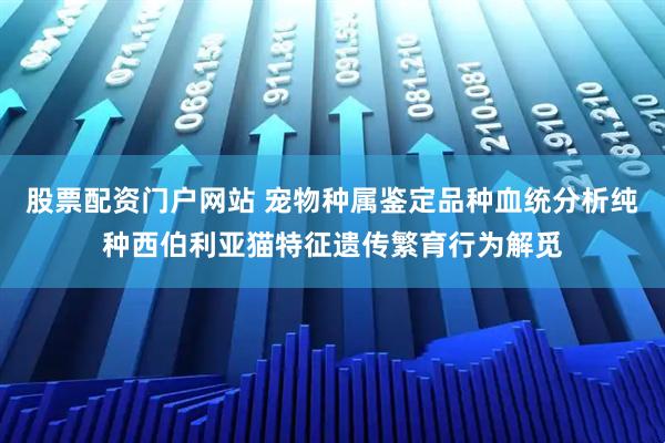 股票配资门户网站 宠物种属鉴定品种血统分析纯种西伯利亚猫特征遗传繁育行为解觅